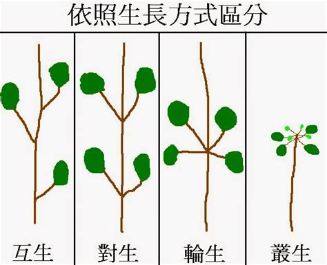葉子生長在莖上的位置稱為什麼 七星包裝演變